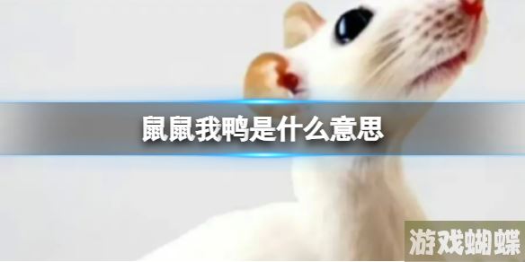 鼠鼠我鸭表情包 鼠鼠我鸭表情包分享