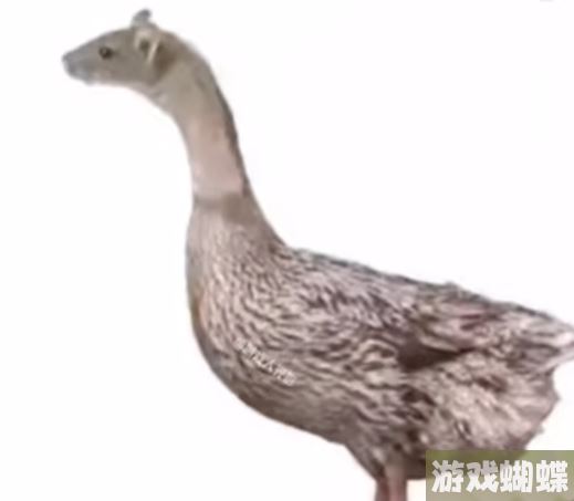 指鼠为鸭是哪个学校 指鼠为鸭是哪所大学的