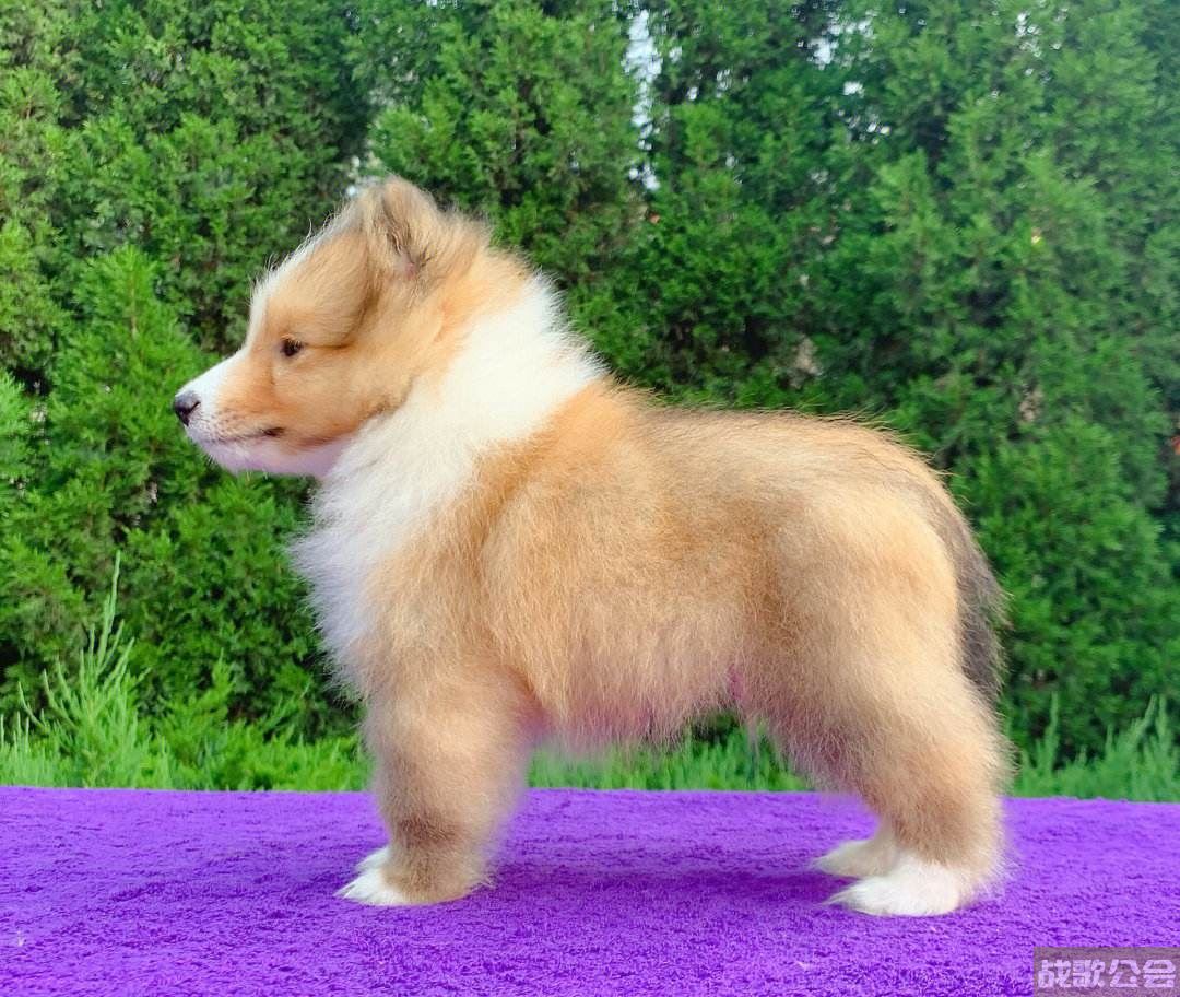萌犬变变变(萌犬变变变下载)